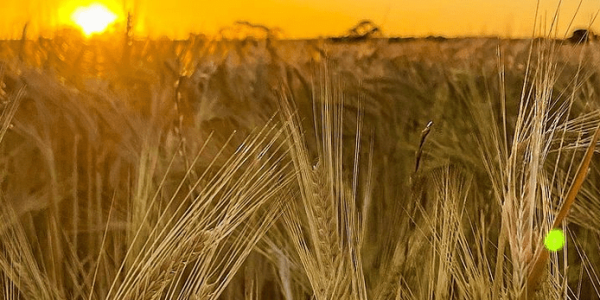 Australia's leading Grains News - Grain Central