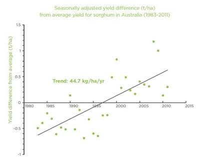 Australian sorghum yield average