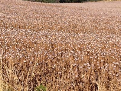 NSW clears way for poppy production