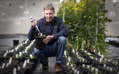 Oilseeds disease authority Dr Steve Marcroft says severe early blackleg disease infection in 2016 could be attributed to the combination of wet weather, breakdown of cultivar resistance and the onset of fungicide resistance. Photo: GRDC