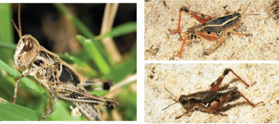 The Australian plague locust hopper (left) showing the typically saddle-shaped body profile, compared to the Australian wingless grasshopper (right) body profile, which is more straight. Source: DAFWA