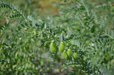 Fungicides to control disease in chickpeas are in short supply.