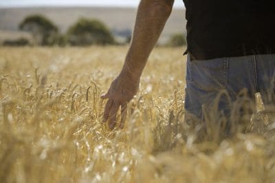 A farmer running his hand along crops in a wheat field