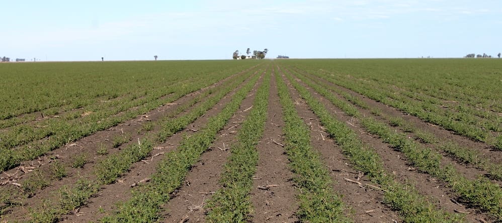 Cultivation on 966ha Calmyle, near Macalister, bought by a Cargill-owned entity last week for $5.6m. 