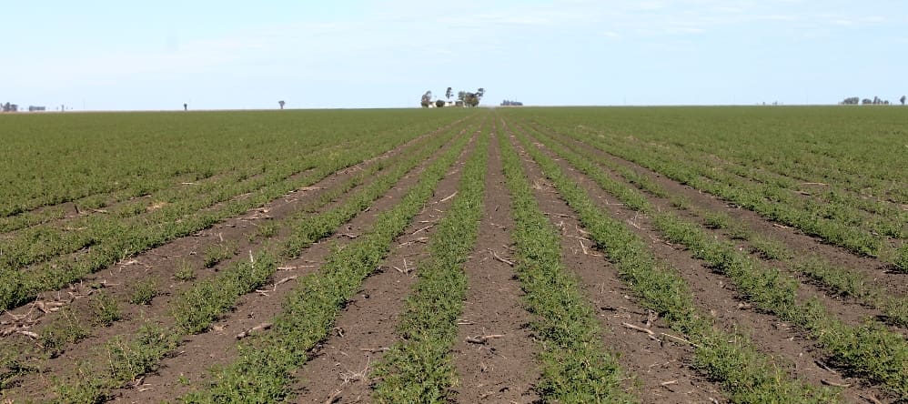 Cultivation on 966ha Calmyle, near Macalister, bought by a Cargill-owned entity last week for $5.6m.