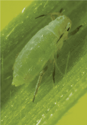 Russian wheat aphid (Source: GRDC Crop Aphids Backpocket Guide)