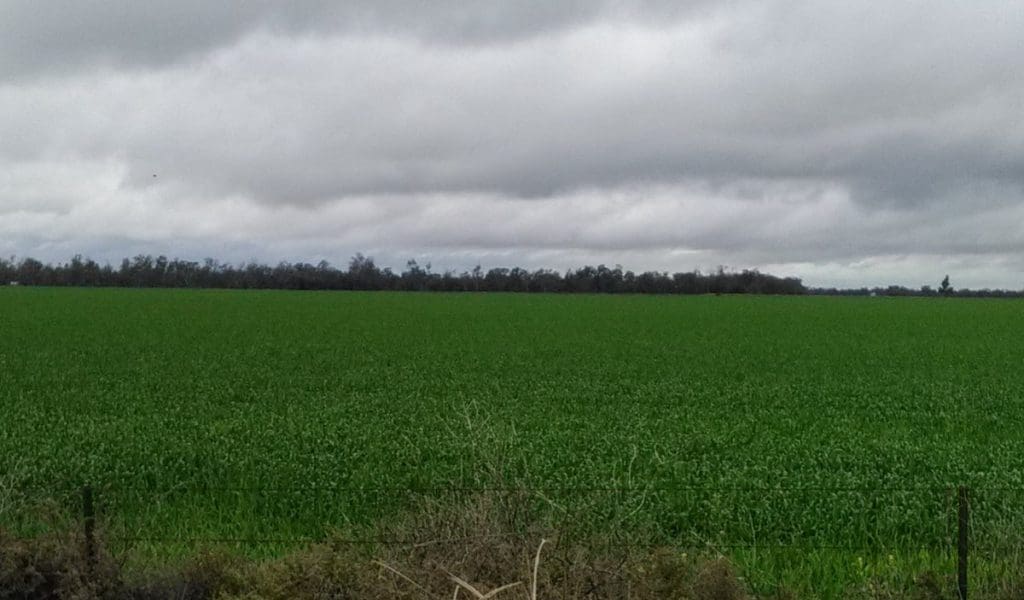 Wheat rain