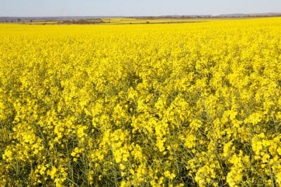 canola field DAFWA