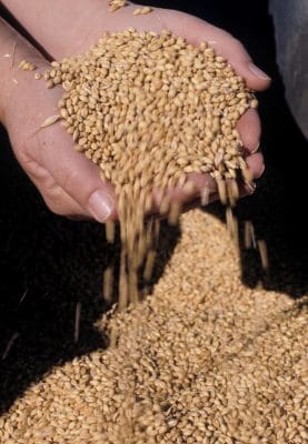 Hands with grains of wheat