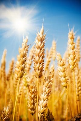 Grain field wheat