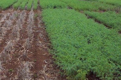 PBA Seamer chickpea offers high disease resistance and standability.