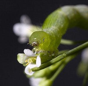 A cabbage looper caterpillar crawls on an Arabidopsis plant.