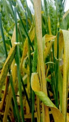 Unsprayed wheat infected with stripe rust.