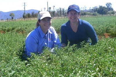 NSW DPI chickpea breeder, Kristy Hobson, and senior research scientist, pulse quality, Jenny Wood, in a pulse trial at the Tamworth Agricultural Institute.