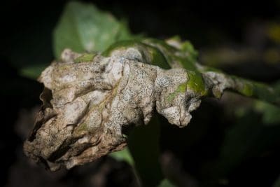 Severe blackleg leaf lesions on canola late in the season. Photo: Brad Collis.
