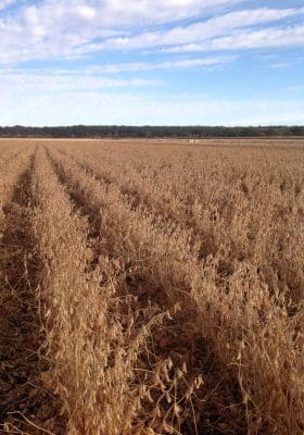 The new soybean variety, Richmond, is set to boost yields in north eastern farming areas.