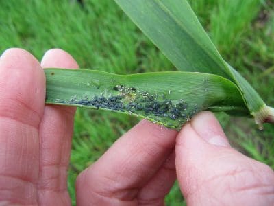 Aphid numbers have been building up in cereal crops across south-eastern Australia. Photo: A. Weeks, cesar