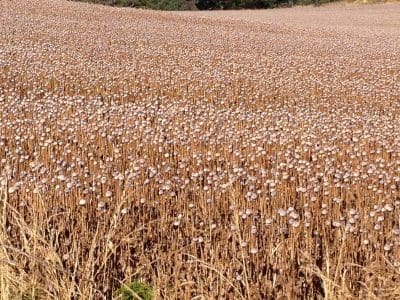 South Australia has legalised the production of opium poppies for medical purposes.