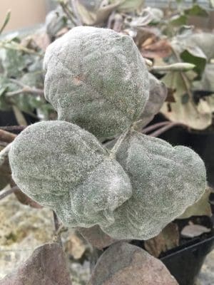 Severe powdery mildew in mung beans. Photo: Sue Thompson, USQ.