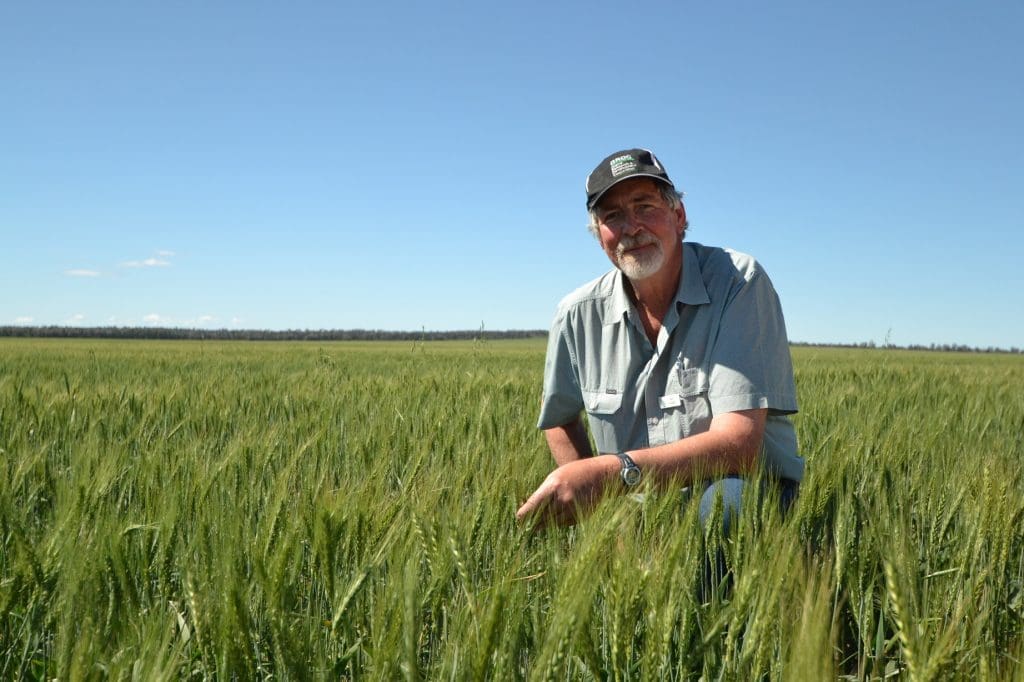 Early sowing into long fallow boosts yields - Grain Central