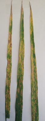 Chloride deficiency in durum wheat.