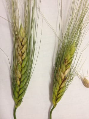 Fusarium head blight in Jandaroi durum wheat.