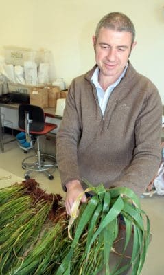 NSW Department of Primary Industries plant pathologist, Andrew Milgate, advises growers to be on the lookout for Septoria tritici blotch which hasn't been seen in NSW for 15 years.