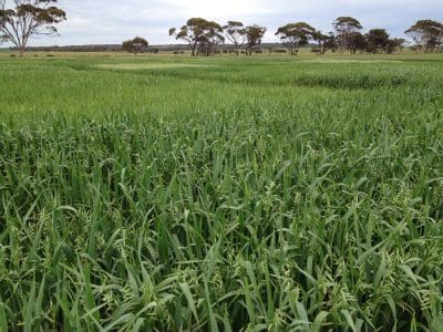 A new, super-fast breeding system for cereal crops will help breeders make crop improvements in half the time.