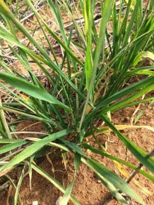 Russian wheat aphid damage first appears as stunted or discoloured plants before advancing to cause significant yield loss.