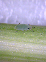 Russian wheat aphid.