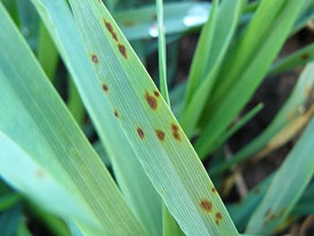 Parts of WA are experiencing increased incidence of spot and net type net blotch in barley crops. Photo: GRDC.