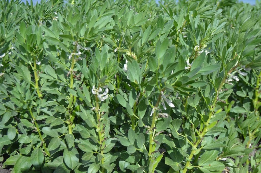 Faba beans could be a reliable cropping option for Mallee farmers.