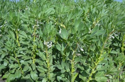 Faba beans could be a reliable cropping option for Mallee farmers.