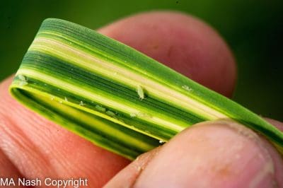 RWA on wheat leaf. M Nash Russian Wheat Aphid