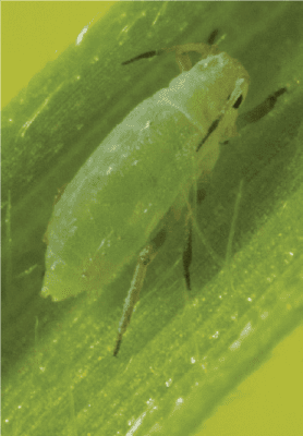 Farmers are intensifying their monitoring for pests, such as the Russian wheat aphid, as warmer conditions arrive.