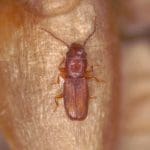The Rusty Grain Beetle is about 2mm long with long antennae.