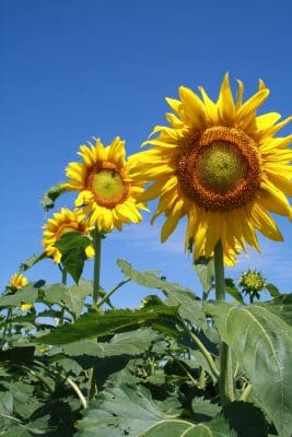 Sunflower industry renewal to focus on product branding and niche marketing. 