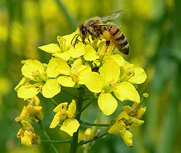 The additional pollination canola receives from bees boosts production.
