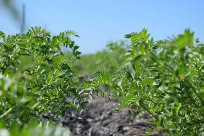 Chickpea crops growing under wet conditions in the northern farming zone are under threat from Ascochyta blight and Botrytis grey mould.