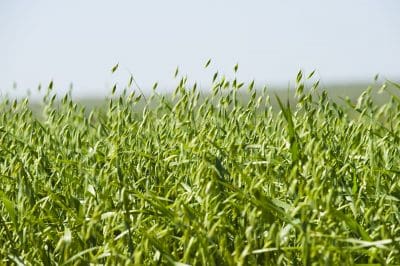 WA's oat crop is shaping up for big yields, but subdued prices. Photo: DAFWA