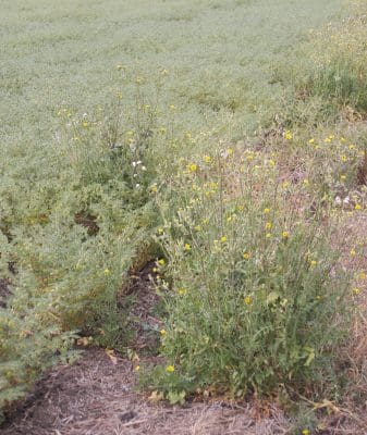 Large sowthistle plants produce huge quantities of air-borne seed but the seed does not persist for long, giving growers the opportunity to intensively manage incursions and non-crop areas to keep weed numbers low.