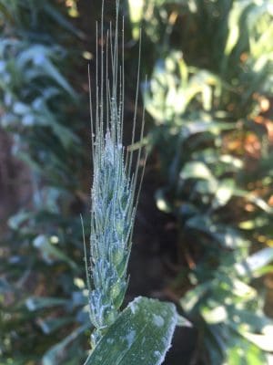 Severe frosts hit the southern WA wheatbelt last weekend. Photo: Bill Crabtree.