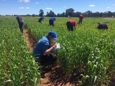 Students inspect a cereal crop at FarmLink Research Station, Temora, NSW, on Wednesday - the only day of full sunshine during the Australian Universities Crops Competition.