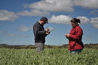 GRDC National Frost Initiative Management Program leader, Dr Ben Biddulph, based at DAFWA, with DAFWA oats research officer Georgie Troup inspecting oat crops for damage in early September. Photo: Sue Knights, NFI.