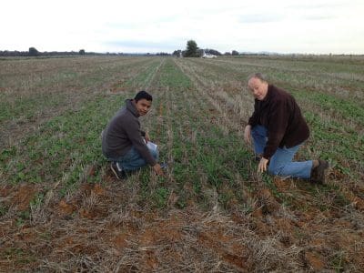 CSU PhD student, Md Asaduzzaman, and research professor of agriculture, Dr Jim Pratley, inspect a trial assessing canola's capacity to self-weed.