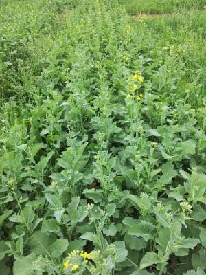 A self-weeding line of canola showing its capacity to exclude weeds. Note the weeds in the background. No herbicide has been used in this crop.