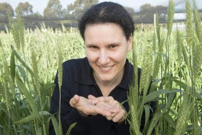 Svetlana Micic with snails in a wheat crop.