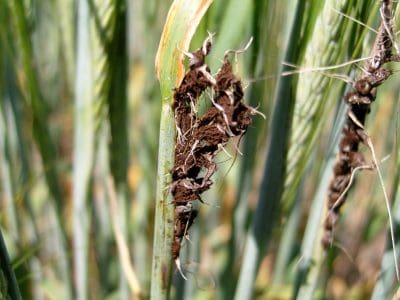 Loose smut can severely damage barley grain heads.