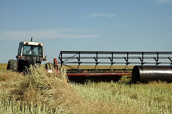 Desiccation used in conjunction with windrowing/swathing is a useful tool to prevent weed seed set and lower the weed seedbank. Photo: GRDC