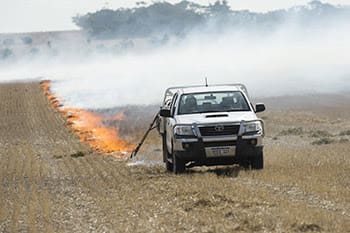Crop-topping with non-selective herbicides and then burning windrows the following autumn can be particularly useful in attacking annual ryegrass seed numbers to lower weed burdens. Photo: GRDC
